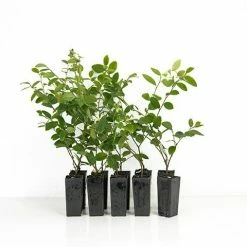 Hedge Loropetalum "White Fringe Flower" Shrubs