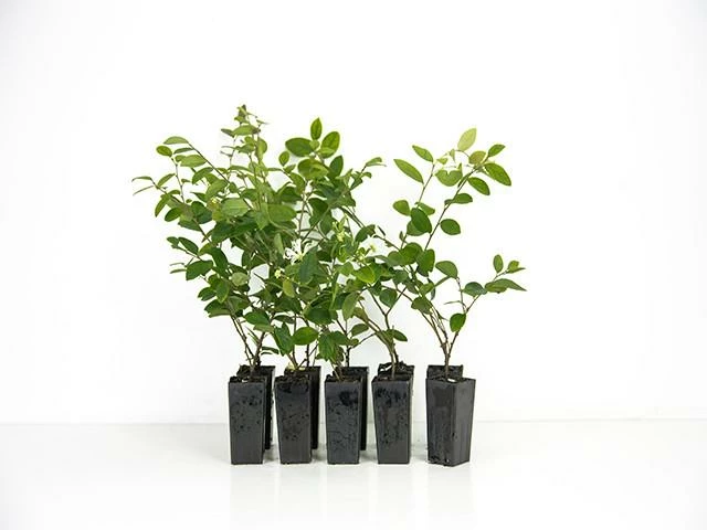 Hedge Loropetalum "White Fringe Flower" Shrubs 3 Hedge Loropetalum "White Fringe Flower" Shrubs