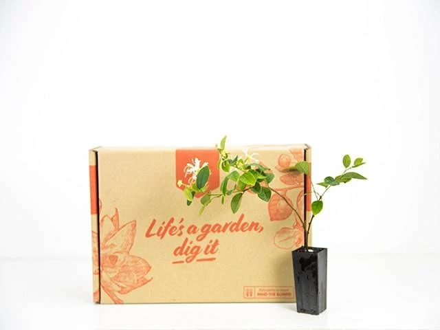 Hedge Loropetalum "White Fringe Flower" Shrubs 5 Hedge Loropetalum "White Fringe Flower" Shrubs