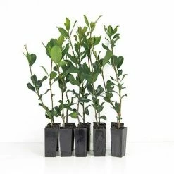 Hedge Rhaphiolepis Springtime Shrubs