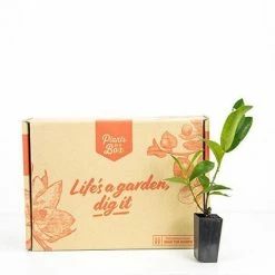 Shrubs Ixora White Malay