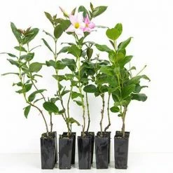 Shrubs Dipladenia Sanderi Rosea Full Sun