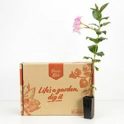 Shrubs Dipladenia Sanderi Rosea Full Sun