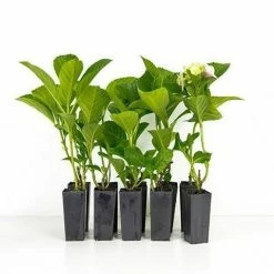 Shrubs Hydrangea Alpen Gluth