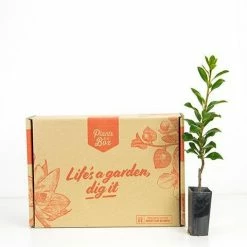 Hedge Rhaphiolepis Apple Blossom