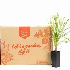 Shrubs Full Sun Lomandra Confertifolia