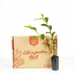 Hedge Shrubs Michelia Figo Port Wine Magnolia