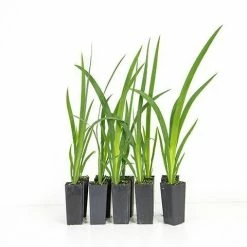 Shrubs Dutch Iris Full Sun