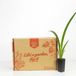 Shrubs Dutch Iris Full Sun