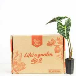 Indoor Garden Alocasias Alocasia Lowii 'Polly Amazonica' 14 Indoor Garden Alocasias Alocasia Lowii 'Polly Amazonica'