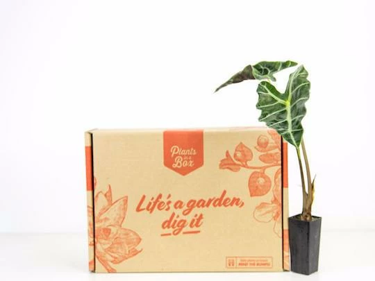 Indoor Garden Alocasias Alocasia Lowii 'Polly Amazonica' 8 Indoor Garden Alocasias Alocasia Lowii 'Polly Amazonica'