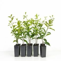 Hedge Acmena Smithii