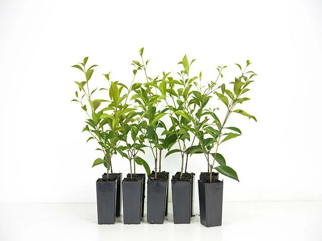 Hedge Acmena Smithii 3 Hedge Acmena Smithii