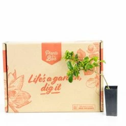 Syzygium 'Aussie Compact' Lilly Pilly Medium Hedge Pack Hedging Plants