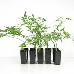 Shrubs Full Sun Rosa Banksiae Alba