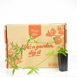 Shrubs Full Sun Rosa Banksiae Alba