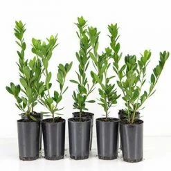 Shrubs Azalea Indica 'Mrs Kint White'