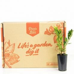 Shrubs Azalea Indica 'Mrs Kint White'