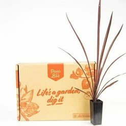 Shrubs Cordyline Terminalis 'Red Sensation' Full Sun