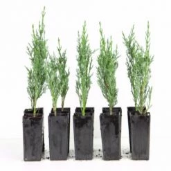 Hedge Cupressus Sempervirens 'Nitschke’s Needle'