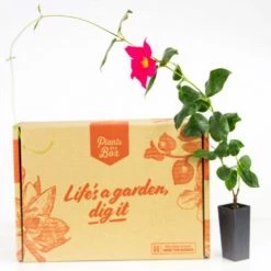 Shrubs Dipladenia Mandevilla 'Red Riding Hood' Full Sun