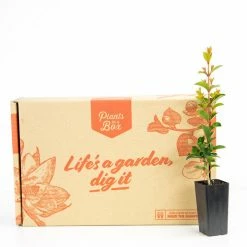 Hedge Shrubs Syzygium "orange Twist"