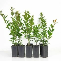 Hedge Shrubs Syzygium Australe 'Bush Christmas'