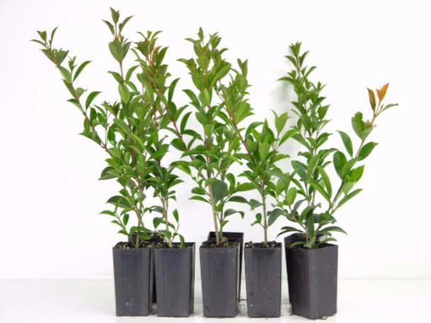 Hedge Syzygium Elegance Lilly Pilly 3 Hedge Syzygium Elegance Lilly Pilly