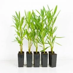 Hedge Nerium Oleander "delphine"