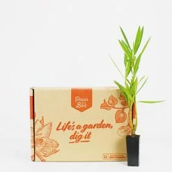 Hedge Nerium Oleander