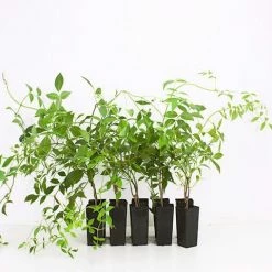 Shrubs Full Sun Pandorea Jasminoides Alba