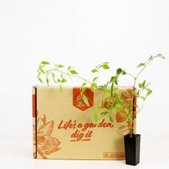 Shrubs Full Sun Pandorea Jasminoides Alba