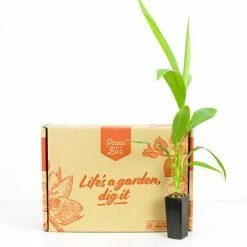 Shrubs Cordyline Congesta