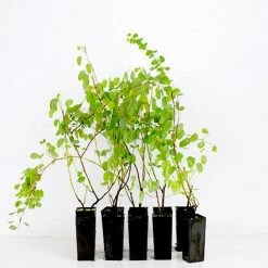 Shrubs Bauhinia Corymbosa