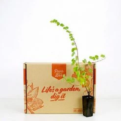 Shrubs Bauhinia Corymbosa