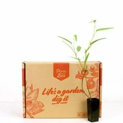 Shrubs Hardenbergia Violacea Full Sun