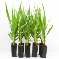 Shrubs Dracaena Draco Dragon Tree Full Sun