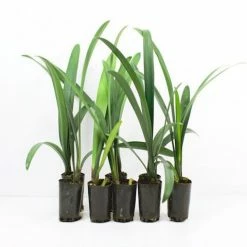 Shrubs Border Plants Clivia Miniata Cream