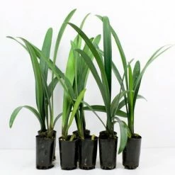 Shrubs Border Plants Clivia Miniata Peach