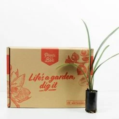 Shrubs Border Plants Clivia Miniata Cream