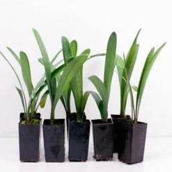 Shrubs Clivia Miniata Belgium Hybrid