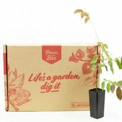 Shrubs Breynia Cernua Ironstone Range