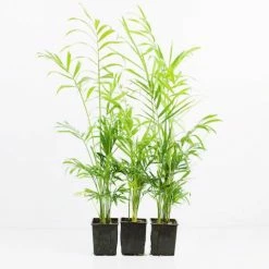 Indoor Garden Chamaedorea Elegans Parlor Palm