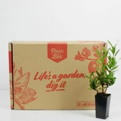 Shrubs Ixora Dwarf Yellow