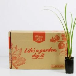 Shrubs Hymenocallis Littoralis 17 Shrubs Hymenocallis Littoralis