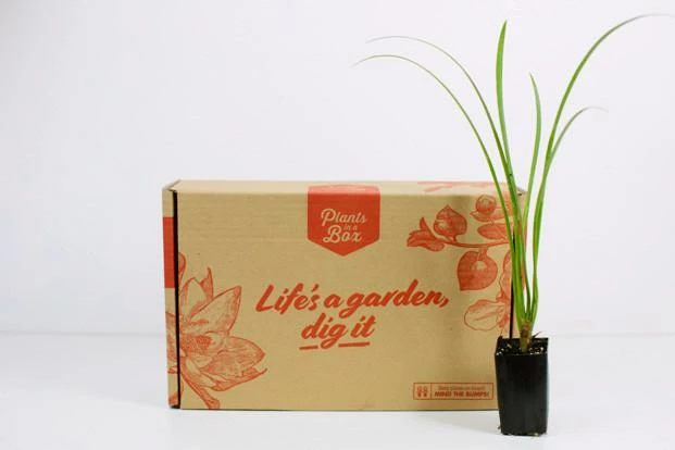 Shrubs Hymenocallis Littoralis 10 Shrubs Hymenocallis Littoralis