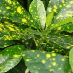 Shrubs Croton Speckled 'Gold Dust'