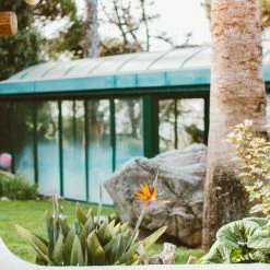 Shrubs Strelitzia Reginae - Bird Of Paradise 85mm