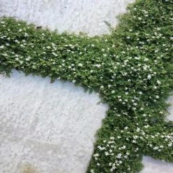 Shrubs Pratia Pedunculata