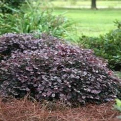 Ozbreed Loropetalum Chinense Purple Pixie™ ‘PEACK’ Pbr Shrubs